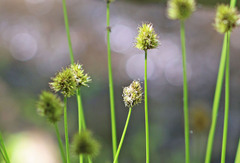 Carex microptera