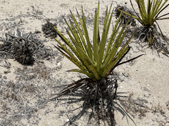 Agave datylio