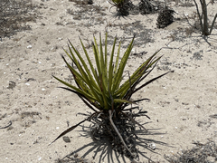 Agave datylio