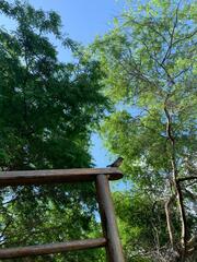 Camarhynchus parvulus