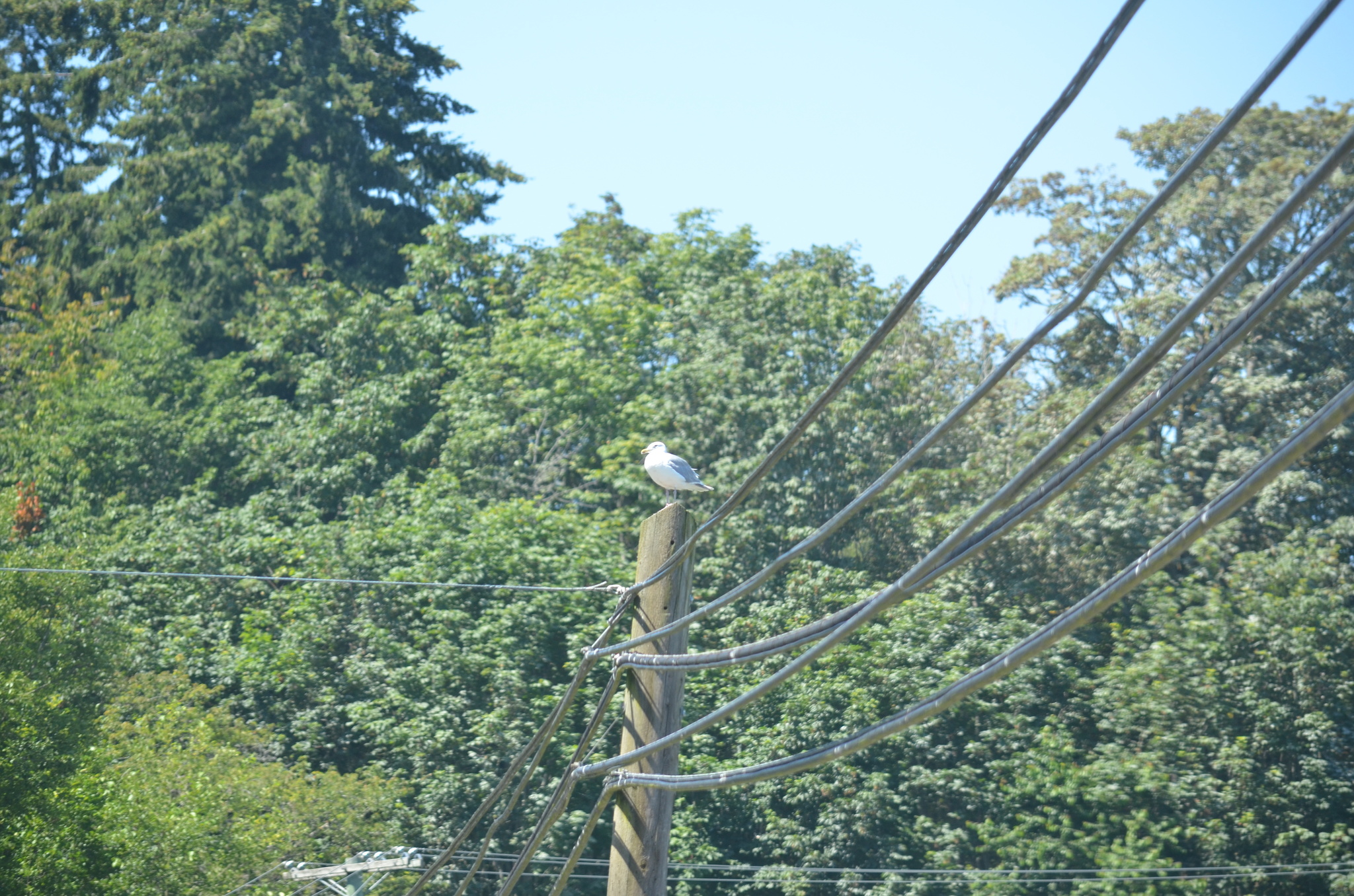 Glaucous-winged Gull