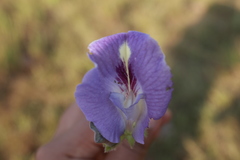 Clitoria guianensis