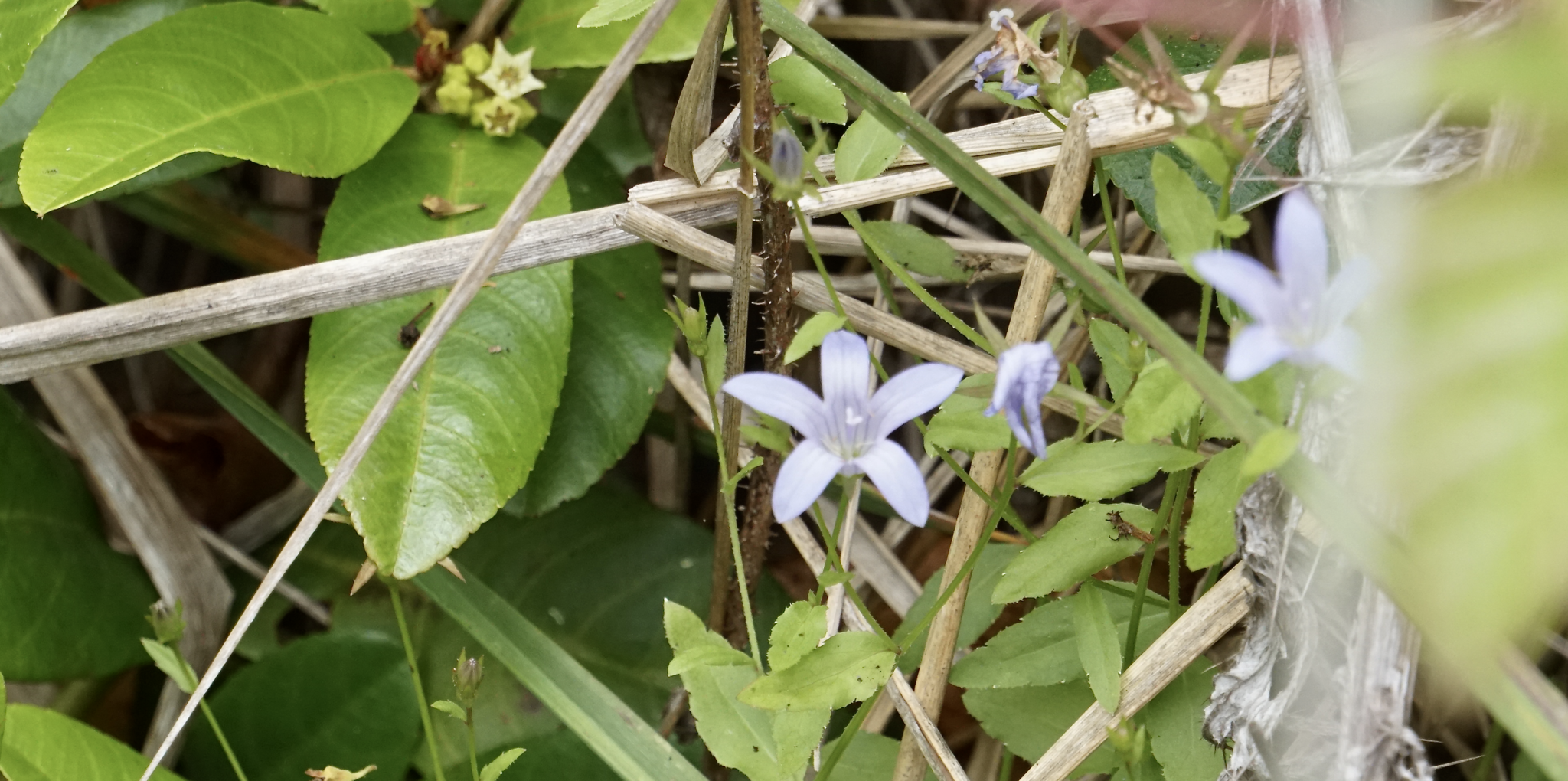 Image of Eastwoodiella californica by (c) Karen and Mike, some rights reserved (CC BY)