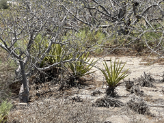 Agave datylio