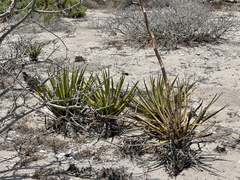 Agave datylio