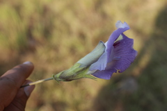 Clitoria guianensis