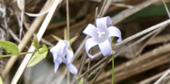 Campanula californica
