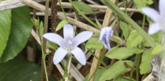 Campanula californica