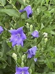 Platycodon
