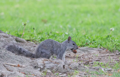 Sciurus griseus