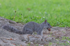 Sciurus griseus