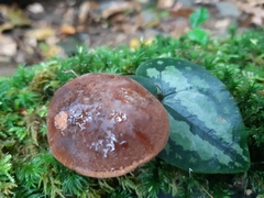 Xerocomellus zelleri