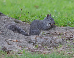 Sciurus griseus