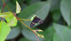 Thyrassia