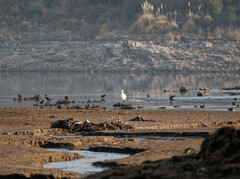Ardea alba