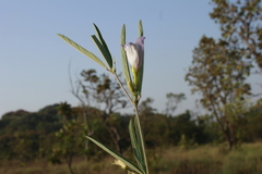 Clitoria guianensis
