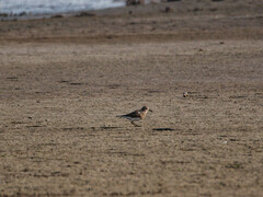 Charadrius modestus