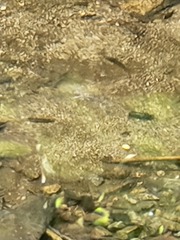 Oncorhynchus kisutch