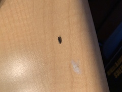 Megapenthes caprella