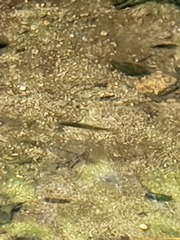 Oncorhynchus kisutch