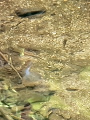 Oncorhynchus kisutch
