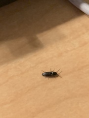 Megapenthes caprella