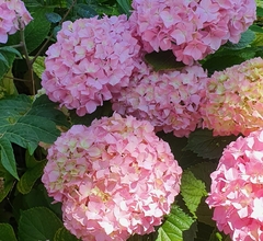 Hydrangea macrophylla