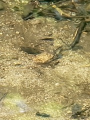 Oncorhynchus kisutch