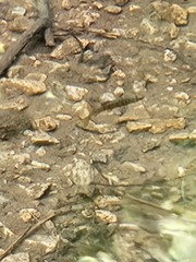 Oncorhynchus kisutch