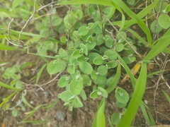 Indigofera cordifolia