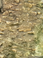 Oncorhynchus kisutch