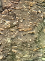 Oncorhynchus kisutch