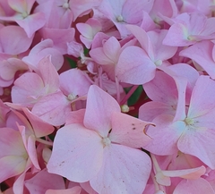 Hydrangea macrophylla