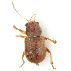 Xanthonia hirsuta