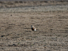 Charadrius modestus