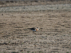 Charadrius modestus
