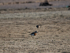 Charadrius modestus