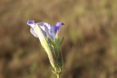 Clitoria guianensis