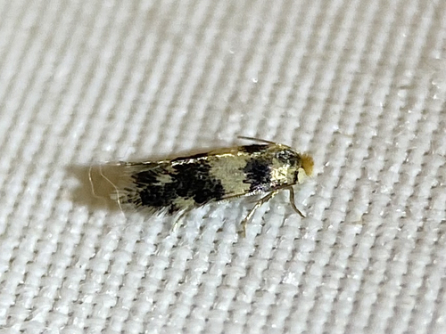 Norway Maple Seedminer Moth photo 5