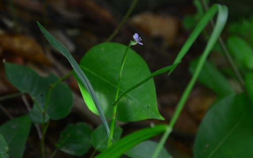 Murdannia vaginata (Murdannia vaginata)