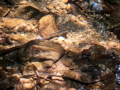 Oncorhynchus kisutch