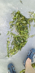 Caulerpa prolifera