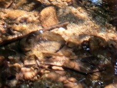 Oncorhynchus kisutch