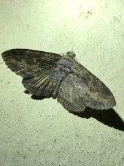 Anisoneura salebrosa
