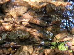 Oncorhynchus kisutch