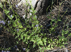 Campanula prenanthoides