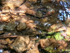 Oncorhynchus kisutch