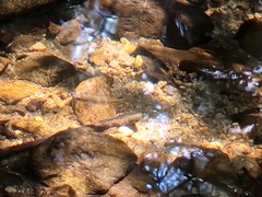 Oncorhynchus kisutch