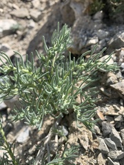 Neokochia americana