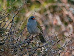 Embernagra platensis